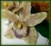 4 orchidka zelená 