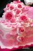 1 X ružová ružičková detail