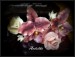 6 orchidea- ružová
